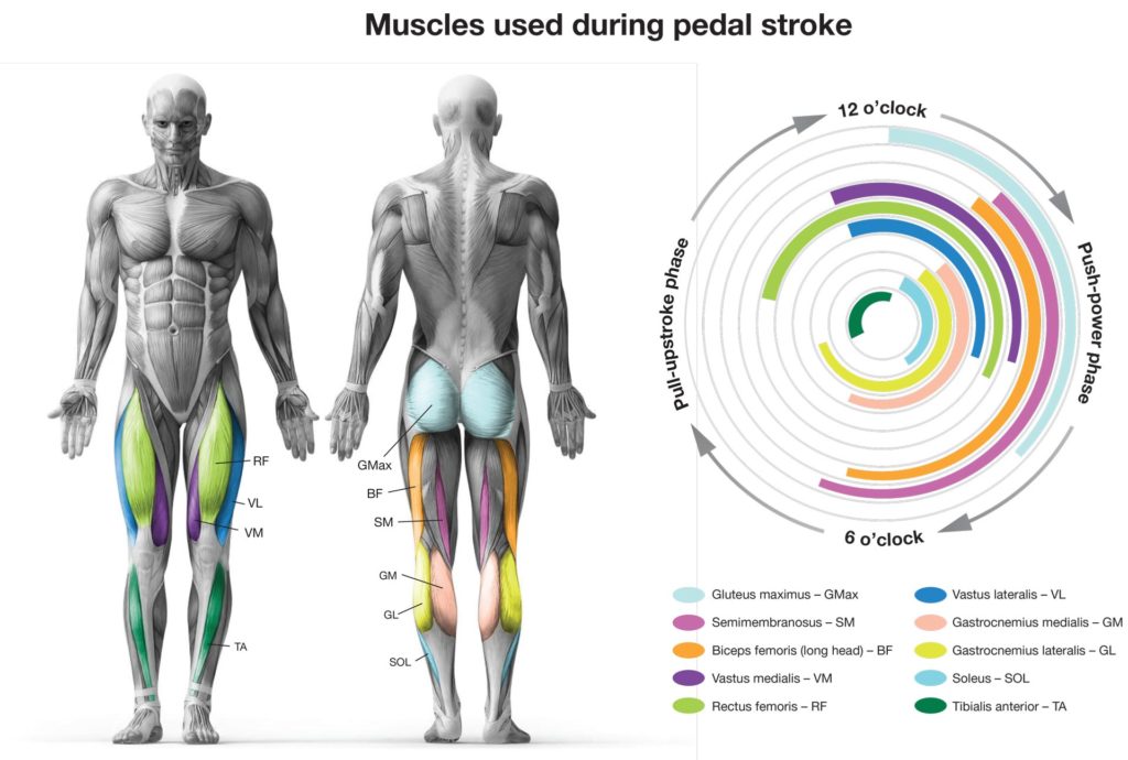 pedal muscles used